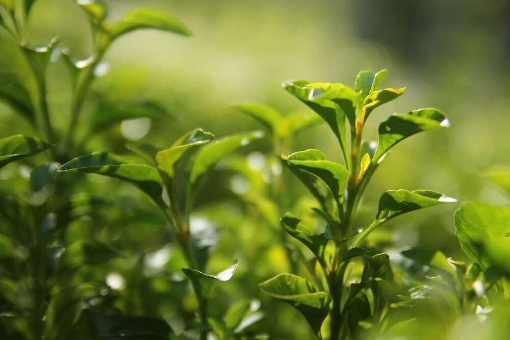 cleanser - green tea