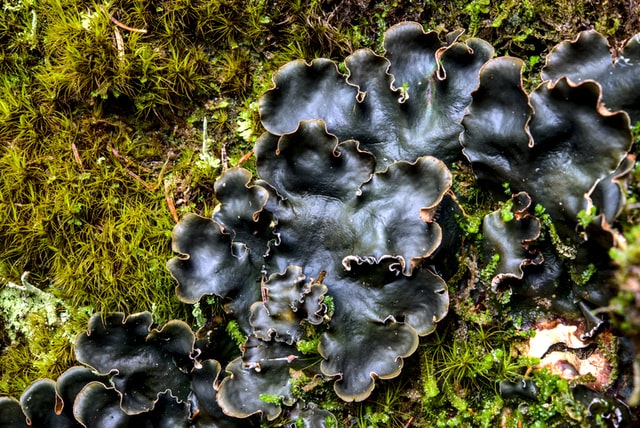 sun care - lichen mushrooms