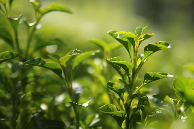 sun care - green tea