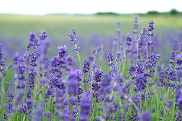 fabric care industry - lavender